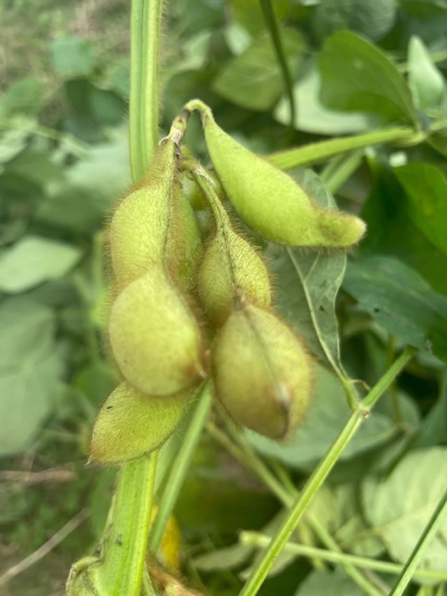 丹波篠山の極上枝豆（さやのみ）